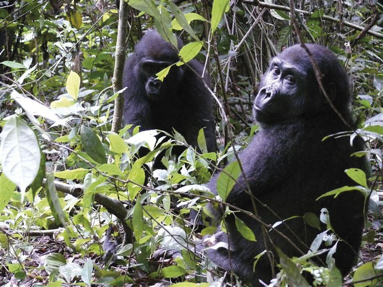 Flachland-Gorillas in Kamerun © by IKARUS TOURS GmbH